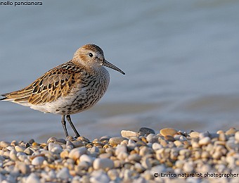 Animali 456